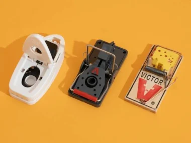 How to Use “Mousetrap” Model to Test your Business Ideas 2026